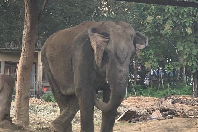 3-Day Chitwan Jungle Safari from Kathmandu All-Inclusive Tour - FAQ