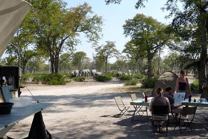 3 Day Chobe National Park Camping Safari - A Closer Look at the 3 Day Chobe National Park Camping Safari