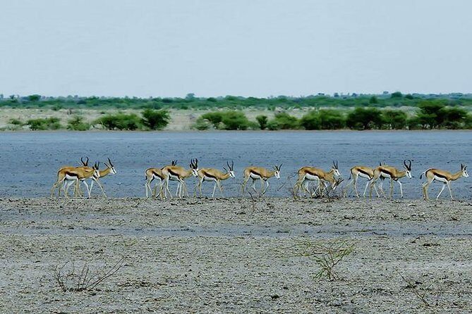 3 Day Chobe National Park Camping Tour - Is It Worth the Price?