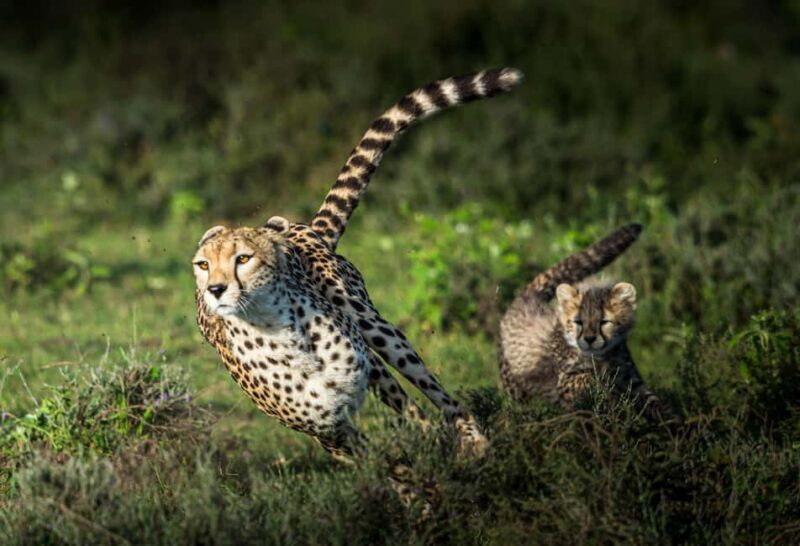 3-Day Classic Serengeti Mid-Range Safari from Arusha - Discover the Magic of the Serengeti with a 3-Day Mid-Range Safari from Arusha