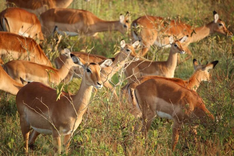 3-Day Classic Serengeti Mid-Range Safari from Arusha - What’s Included and What’s Not