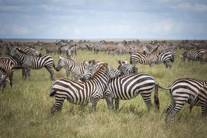 3-Day Classic Serengeti Safari - Practical Tips for This Safari