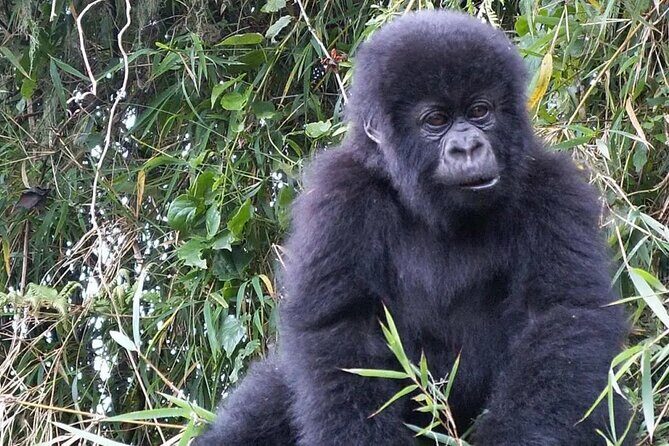 3-Day Climax Guided Gorilla Trekking Mist and Batwa Safari - An In-Depth Look at the 3-Day Climax Guided Gorilla Trekking Mist and Batwa Safari