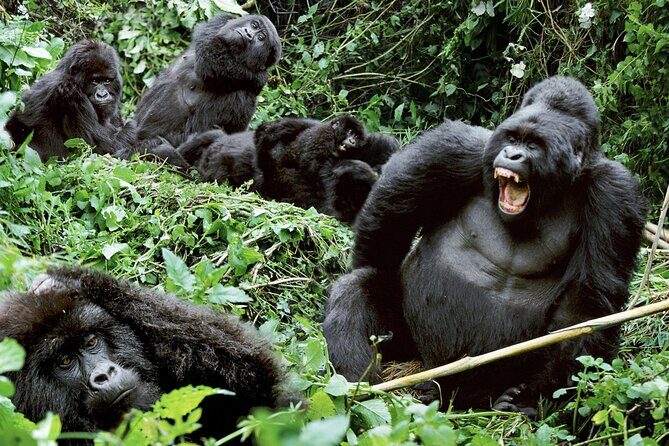 3-Day Climax Guided Gorilla Trekking Mist and Batwa Safari - Price and Value Analysis