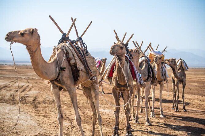 3 Day Danakil Depression Ertale and Dallol Tours - Authentic Reviews and Insights