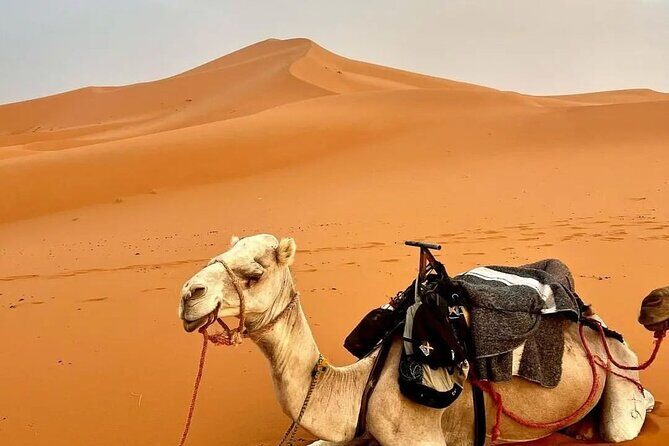3 Day Desert Tour From Marrakech To Merzouga Dunes - Day Two: From Gorges to Sahara