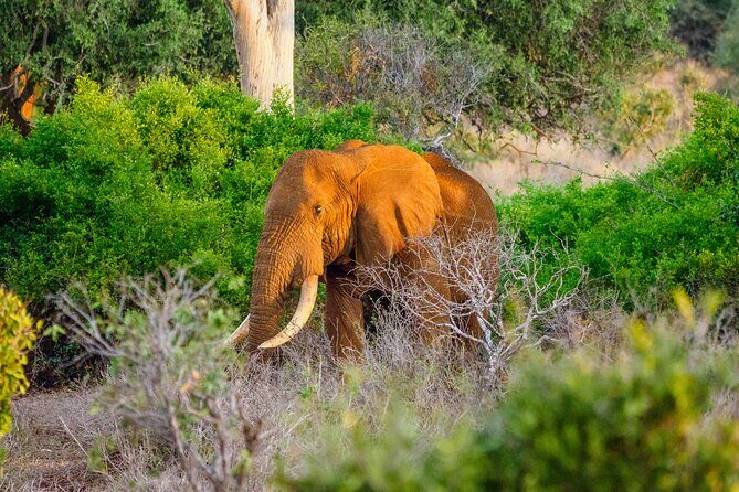 3 day Diani Beach To Tsavo East & West - Key Points