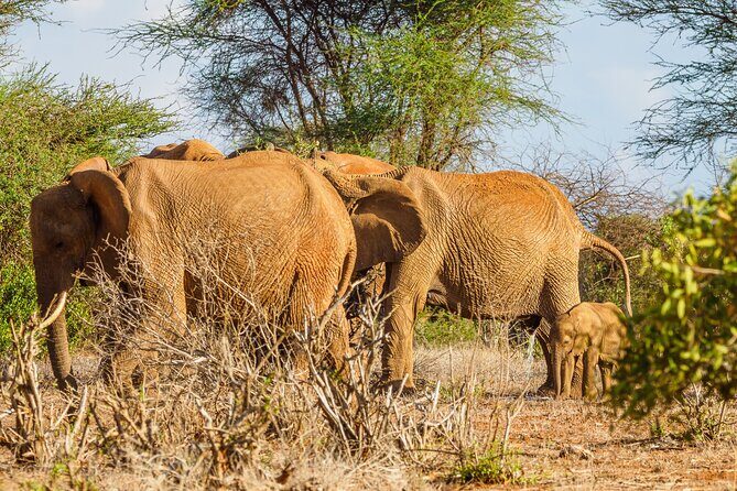 3 day Diani Beach To Tsavo East & West - Practical Aspects & Tips