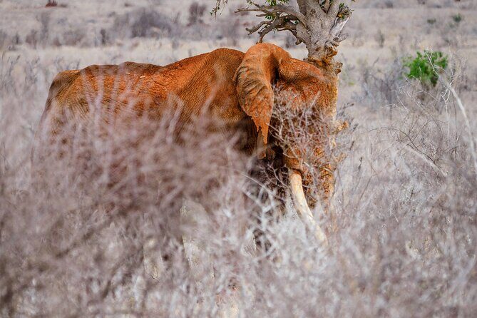 3 day Diani Beach To Tsavo East & West - Final Thoughts: Is This Safari Right for You?
