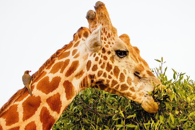 3 day Diani Beach To Tsavo East & West - FAQ