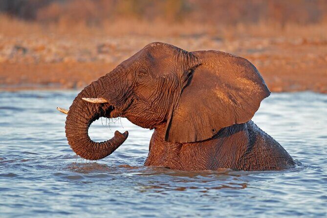 3 Day Etosha Budget Camping Safari - Introduction