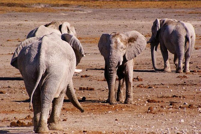 3 Day Etosha Budget Camping Safari - In The Sum Up