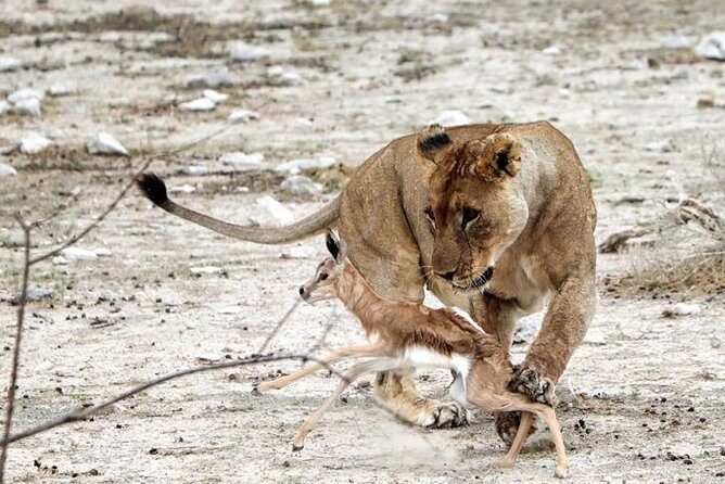 3 Day Etosha Budget Camping Safari - FAQ