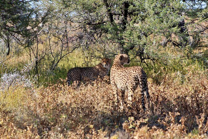 3 Day Etosha Private Guided Safari - FAQ
