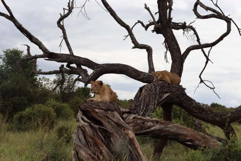 3-Day Experience Wildlife and Hot Air Balloon Adventures - What You Can Expect from This 3-Day Tanzania Safari