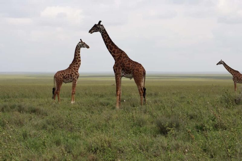 3-Day Experience Wildlife and Hot Air Balloon Adventures - The Practicalities
