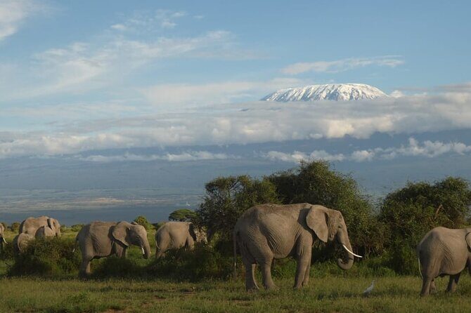 3 Day Exploring Amboseli National Park - Introduction: A Journey into Kenya’s Iconic Wilderness