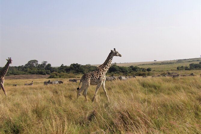 3 Day Exploring Amboseli National Park - Key Points