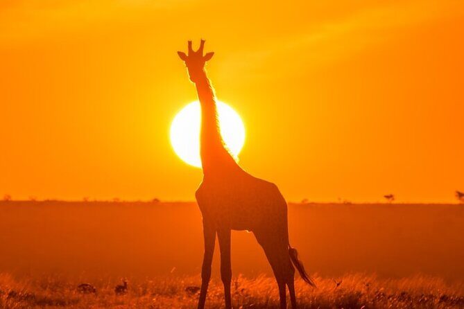 3 Day Exploring Amboseli National Park - Practical Tips for Your Amboseli Safari