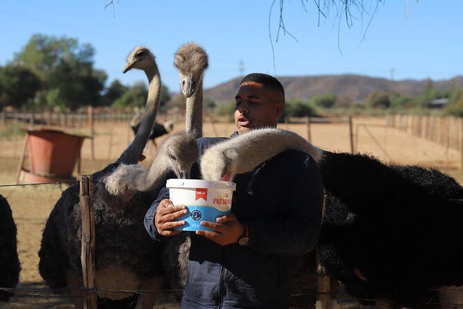 3 Day Garden Route Tour - Practical Details & FAQs
