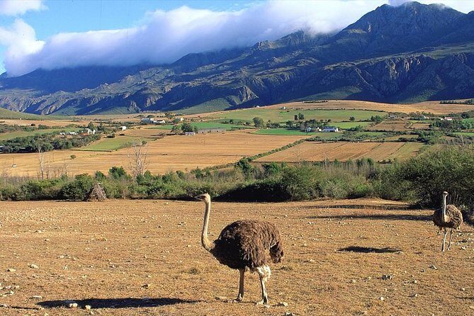 3 Day Garden Route's Best Highlights with Safari from Cape Town - FAQ