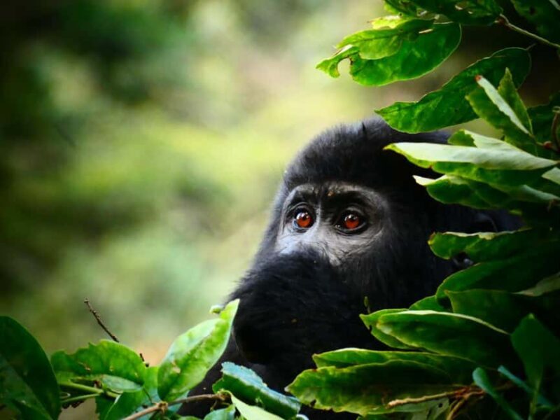 3 -Day Gorilla Tour - What’s Included & What’s Not
