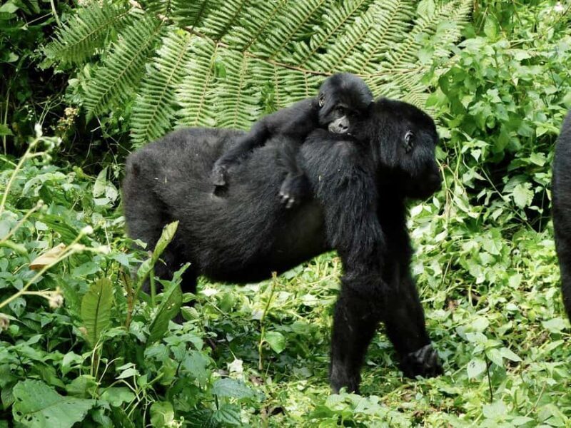 3 -Day Gorilla Tour - Introducing the 3-Day Gorilla Tour in Uganda