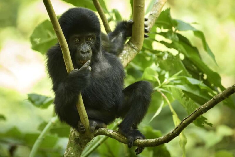 3 -Day Gorilla Tour - An In-Depth Look at the 3-Day Gorilla Tour