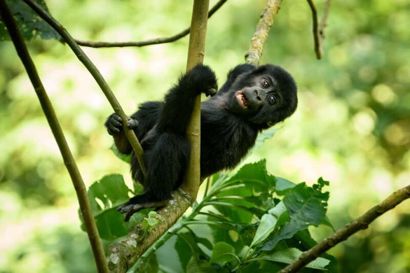 3 -Day Gorilla Tour - Who Should Consider This Tour?