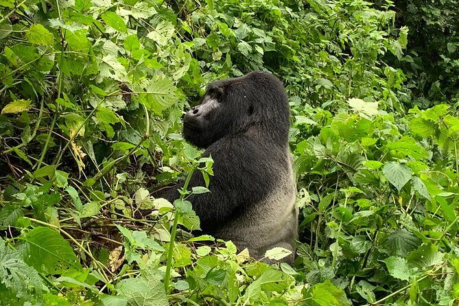 3 Day Gorilla Trek at Bwindi National Park via Kigali - A Detailed Look at the 3-Day Gorilla Trek Experience