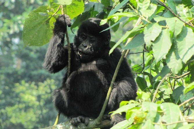 3-Day Gorilla Trekking Budget Safari in Uganda - Whats Included and Whats Not