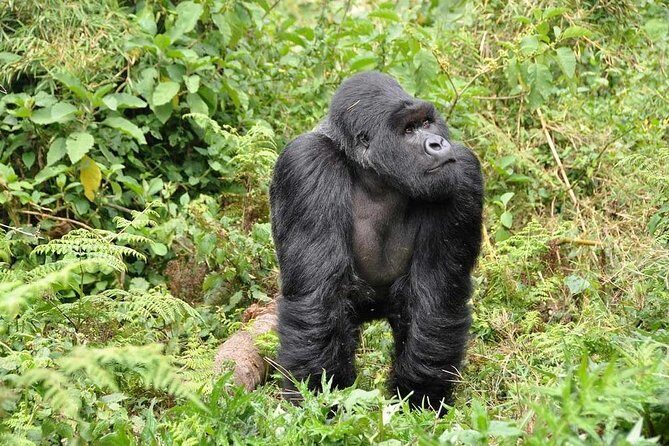 3-Day Gorilla Trekking Bunyonyi Mist Relaxation Safari - The Sum Up: Who Will Love This Safari?