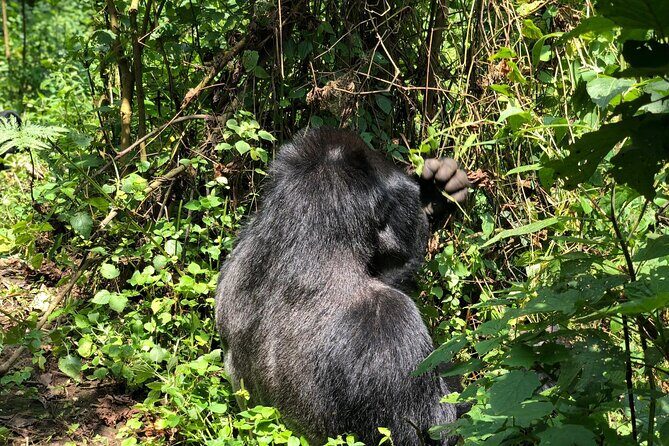 3 Day Gorilla Trekking Luxury Safari in Uganda - An In-Depth Look at the 3-Day Gorilla Safari Experience