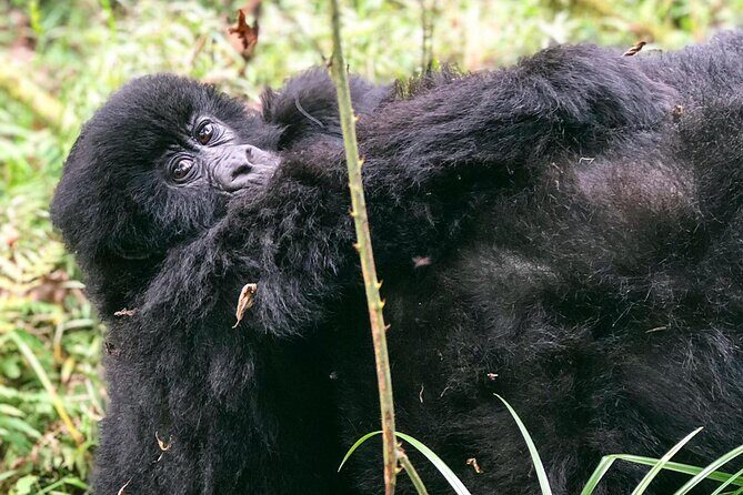 3 Day Gorilla Trekking Luxury Safari in Uganda - FAQ
