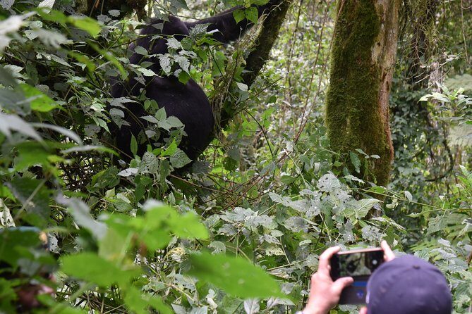 3-Day Gorilla Trekking safari in Bwindi Impenetrable Forest - What to Expect from This 3-Day Gorilla Safari