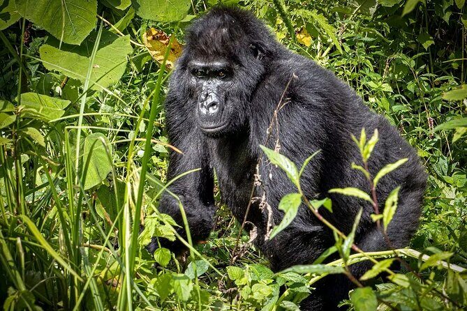 3-Day Gorilla Trekking safari in Bwindi Impenetrable Forest - Final Thoughts: Is This Tour for You?