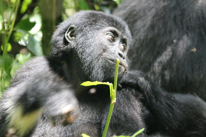 3-Day Gorillas trekking and Batwa Experience - Why This Tour Stands Out
