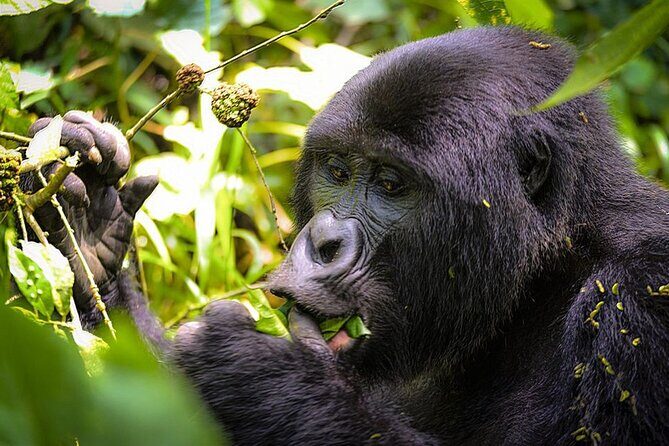3-Day Gorillas trekking and Batwa Experience - Accommodations and Meals