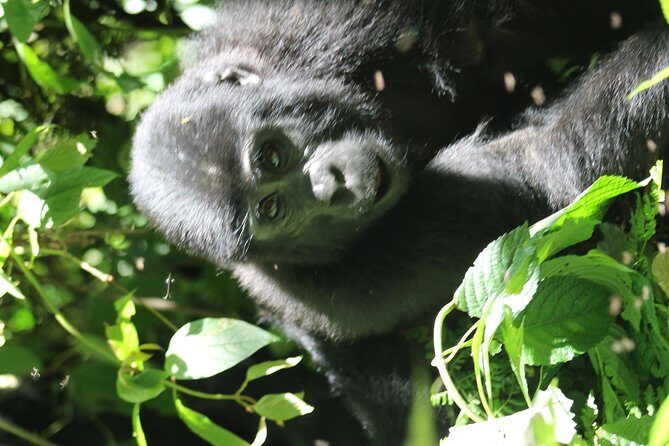 3-Day Gorillas trekking and Batwa Experience - Pricing and Value