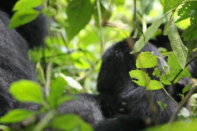 3-Day Gorillas trekking and Batwa Experience - Final Thoughts