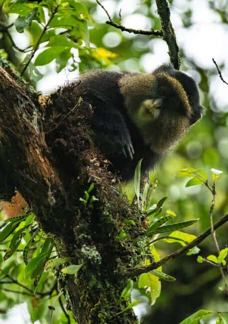 3 Day Gorillas Trekking And Golden Monkeys Tracking - An Authentic Look at the 3-Day Gorilla and Golden Monkey Tour