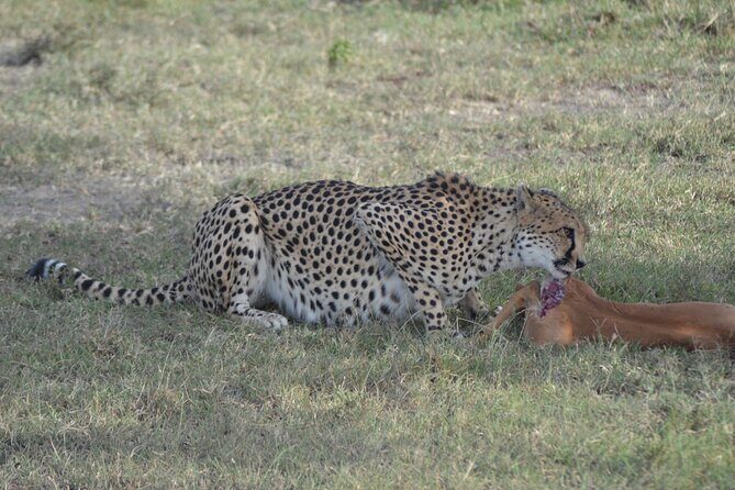 3-Day Group Safari in Masai Mara with Pick Up - An Overview of the Maasai Mara Safari Experience