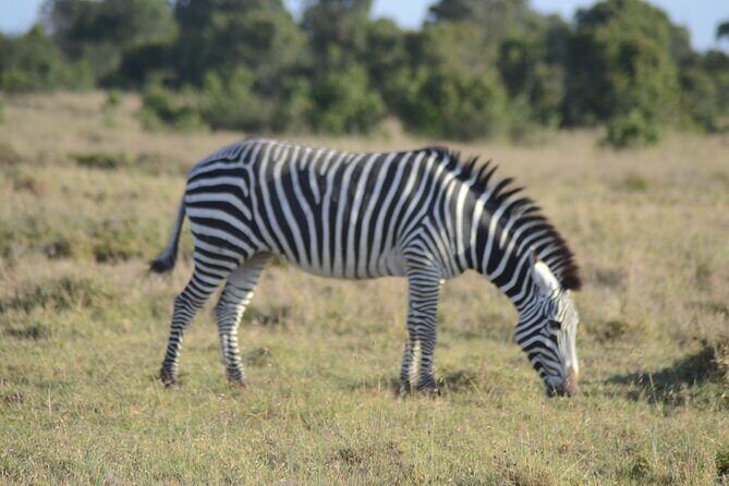 3-Day Group Safari in Masai Mara with Pick Up - Day-by-Day Breakdown