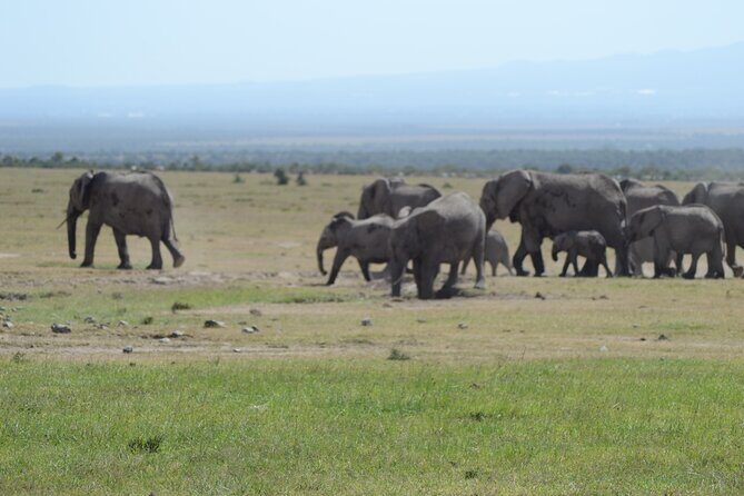 3-Day Group Safari in Masai Mara with Pick Up - Who Will Enjoy This Safari?