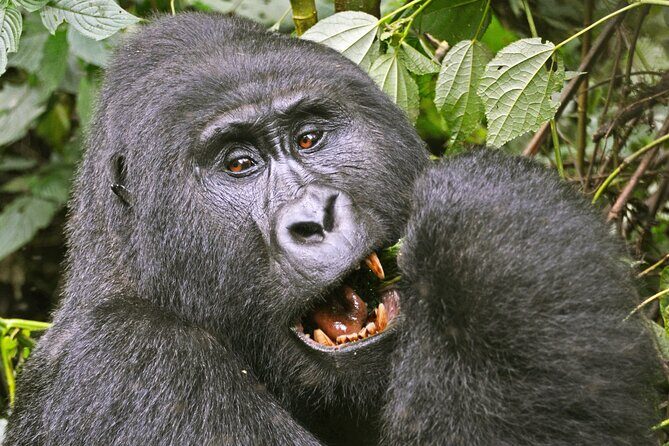 3 Day Guided Gorilla Tracking Safari At Bwindi National Park - The Journey Begins: From Kampala to Bwindi