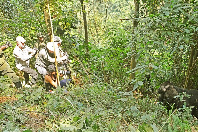 3 Day Guided Gorilla Tracking Safari At Bwindi National Park - Final Thoughts: Who Is This Tour Perfect For?