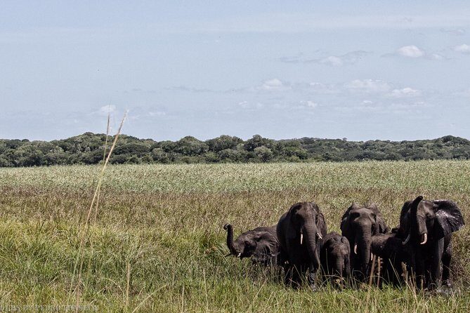 3-Day Guided Tour: Maputo Special Reserve - Introduction to the Experience