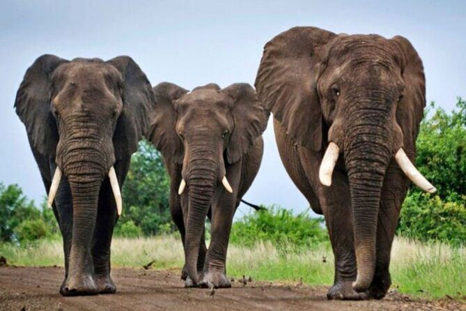 3 Day Hluhluwe Game Reserve & Isimangaliso wrtlands from Durban - Transportation, Timing, and Group Size