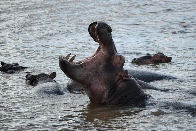 3 Day Hluhluwe Game Reserve & Isimangaliso wrtlands from Durban - Who Would Love This Tour?