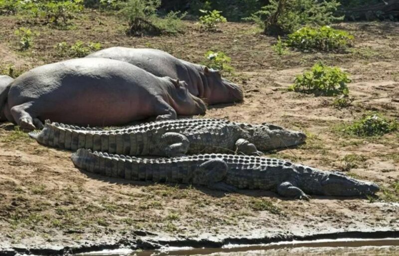 3 Day Hluhluwe & Isimangaliso Wetlands Pk Tour from Durban - The Sum Up: Who Will Love This Tour?
